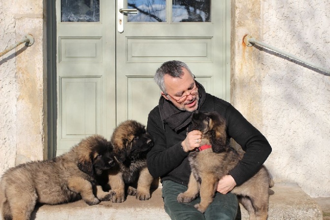 Les Leonberg Du Domaine De La Noyaraye